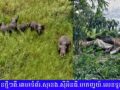 ដំរីព្រៃផ្អើលចេញពីព្រៃចូលទៅក្នុងភូមិបំផ្លាញទ្រព្យសម្បត្តិផលដំណាំពលរដ្ឋនឹងធ្វើឲ្យមនុស្ស២នាក់រងរបួស.