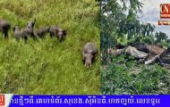 ដំរីព្រៃផ្អើលចេញពីព្រៃចូលទៅក្នុងភូមិបំផ្លាញទ្រព្យសម្បត្តិផលដំណាំពលរដ្ឋនឹងធ្វើឲ្យមនុស្ស២នាក់រងរបួស.