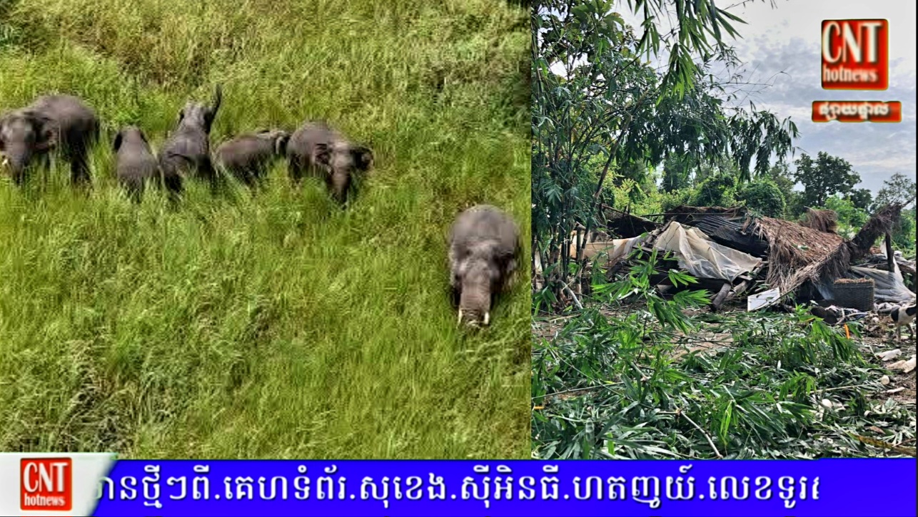 ដំរីព្រៃផ្អើលចេញពីព្រៃចូលទៅក្នុងភូមិបំផ្លាញទ្រព្យសម្បត្តិផលដំណាំពលរដ្ឋនឹងធ្វើឲ្យមនុស្ស២នាក់រងរបួស.